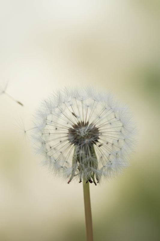 Orchidee- of paardenbloemkind?